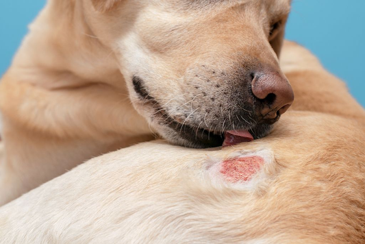 Effectieve behandeling van jeuk bij honden: complete gids voor baasjes