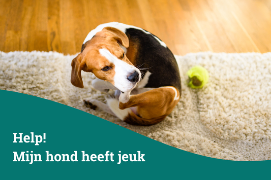 Help! Mijn hond heeft last van jeuk.