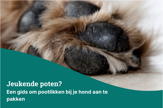 Jeukende poten? Een gids om pootlikken bij je hond aan te pakken