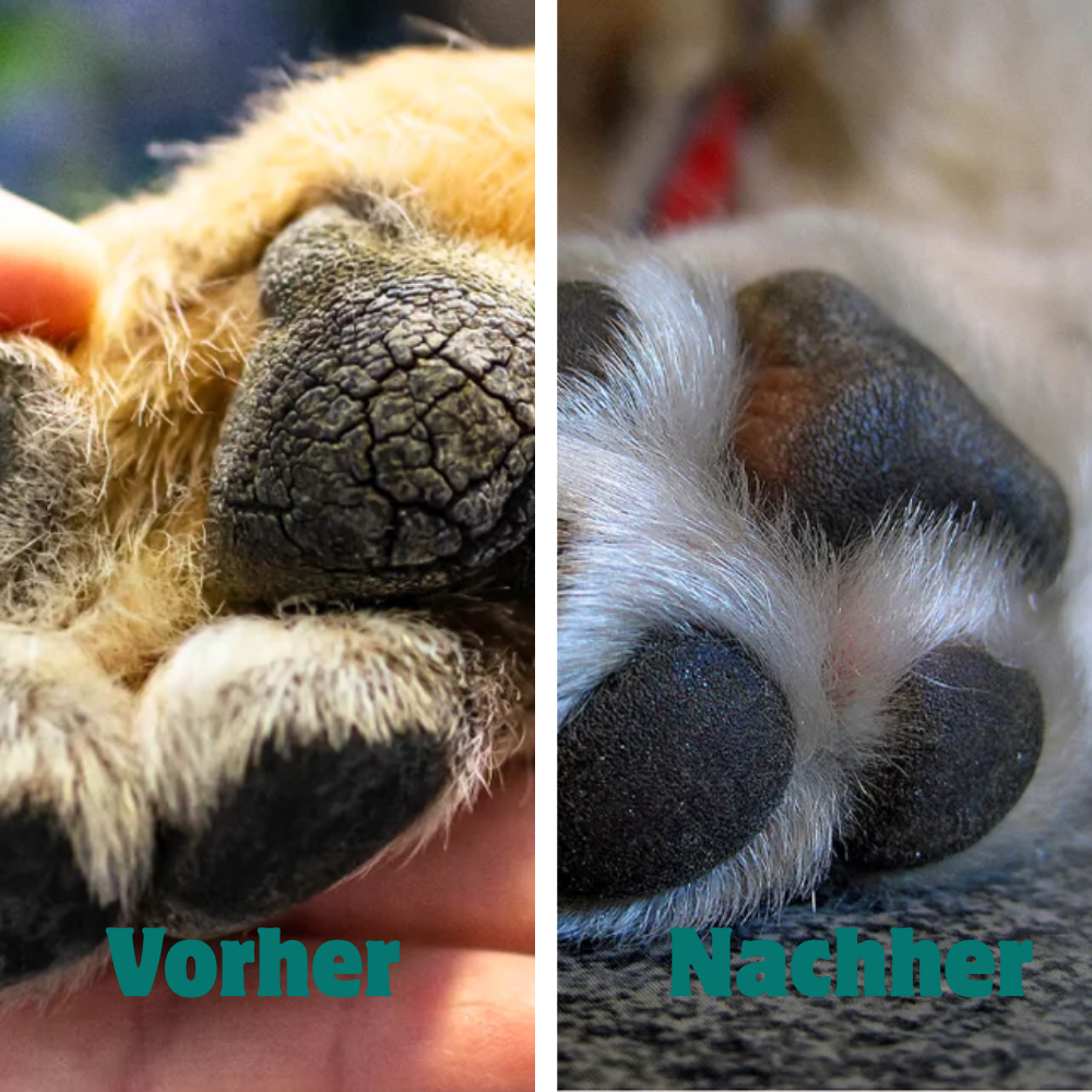 Nasen- & Pfotenbalsam | 100 % Natürlich