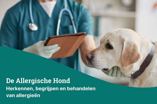 Allergiën bij honden: Herkennen, begrijpen en behandelen van allergieën