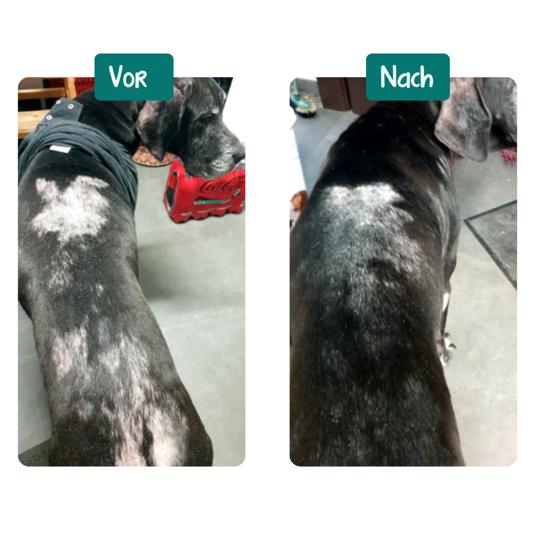 Anti-Juckreiz Probiotikum | 60 Snacks für Hunde | 100 % natürlich