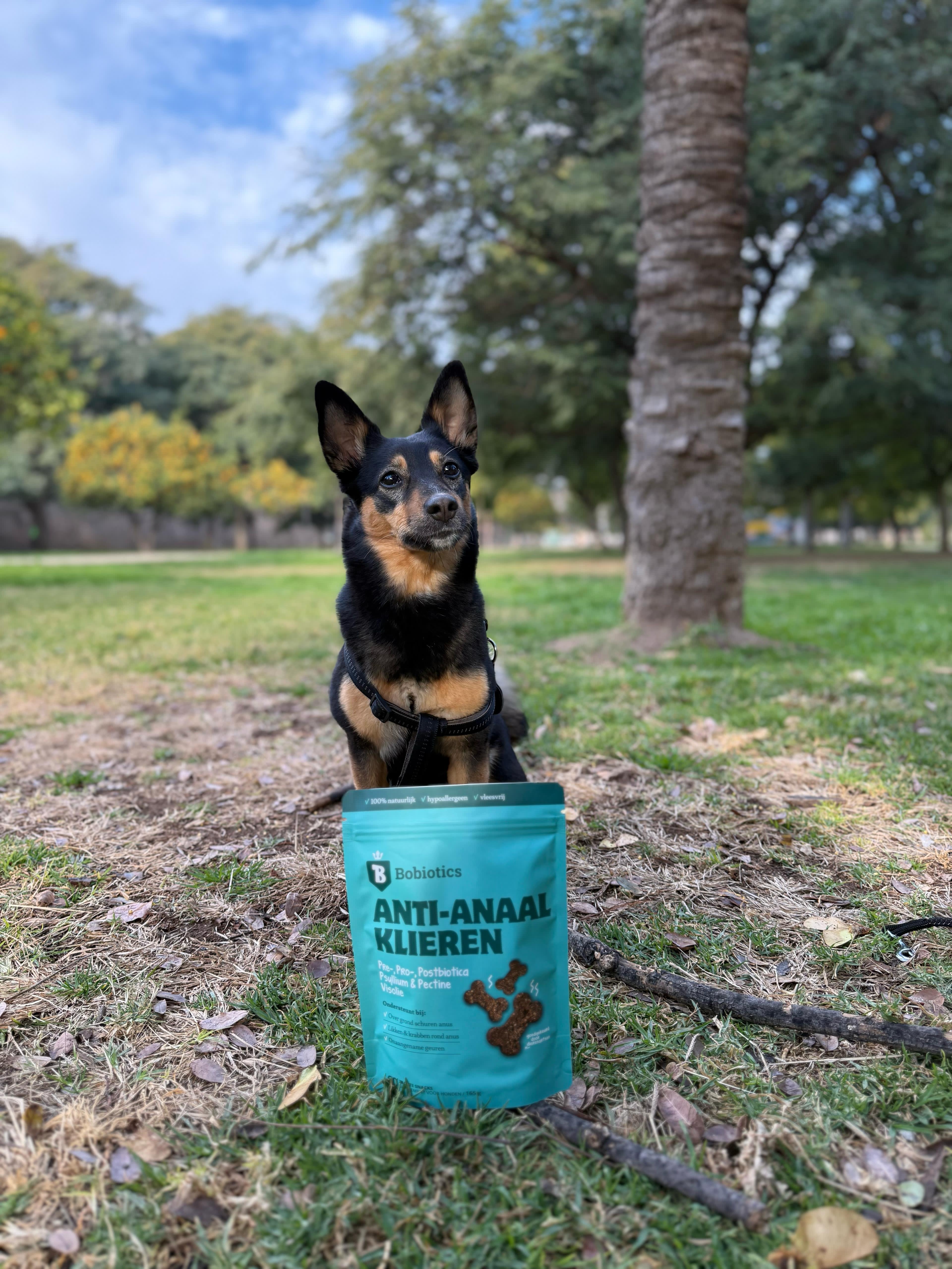 Dog in the park with Anti-Anaal Klieren